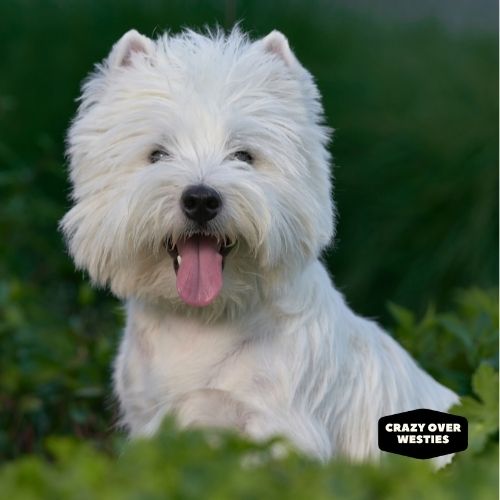 are westies hypoallergenic