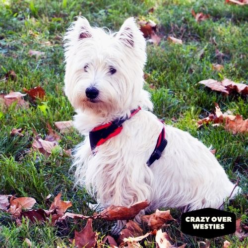 west highland white terriers