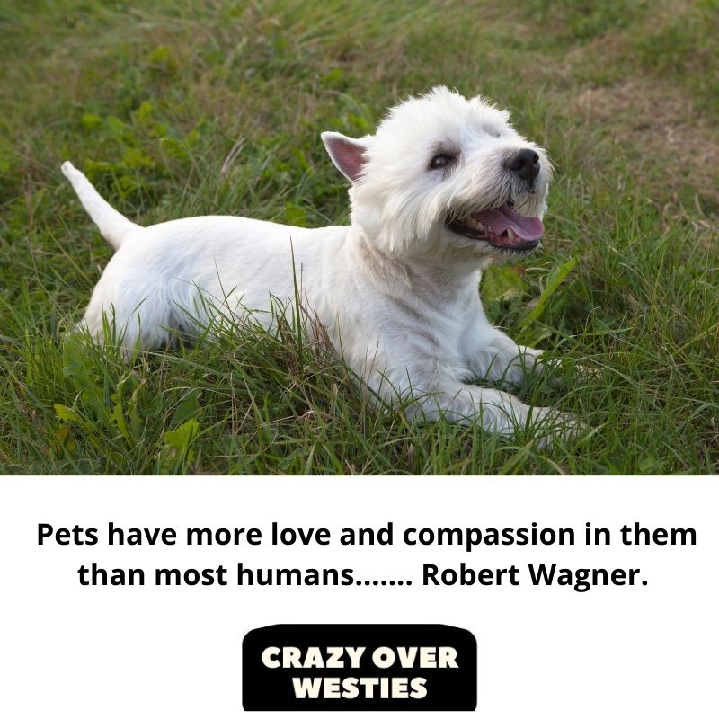 inspirational westie dog quote