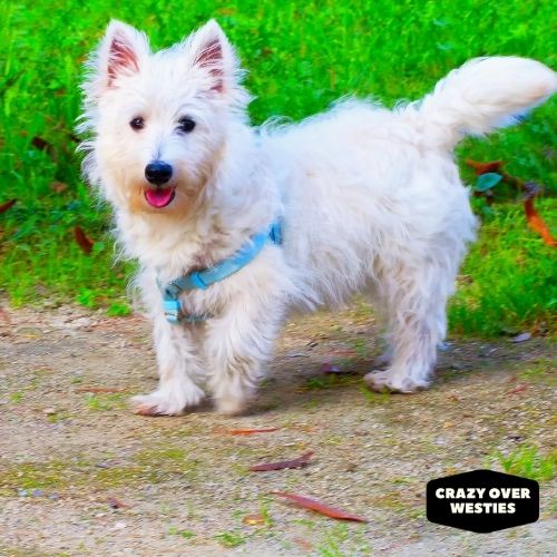 westies white coat