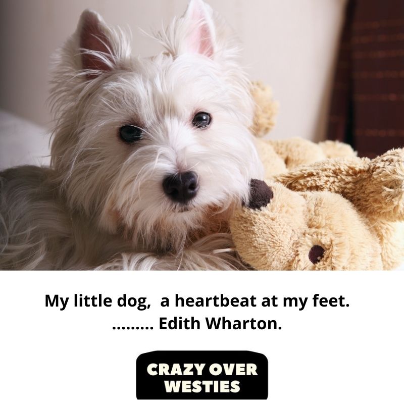 best westie dog quote