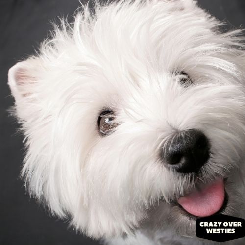 are west highland white terrier dogs hypoallergenic