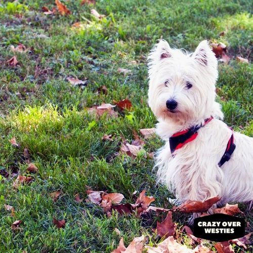 why is my west highland terrier shedding