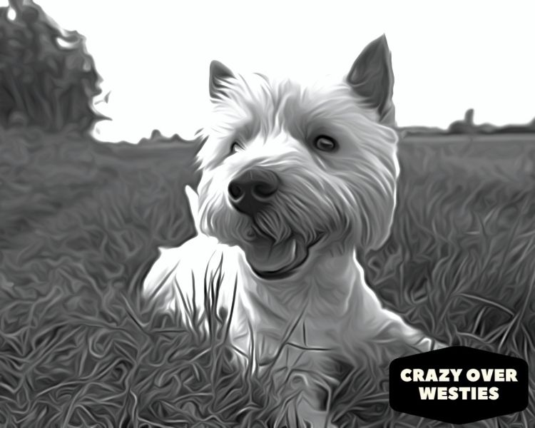 history of the westie