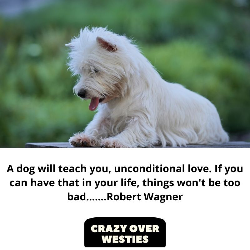 best westie dog quote