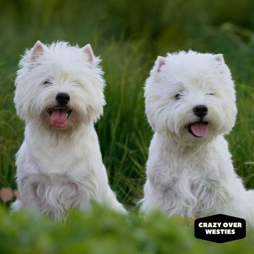 are westies good for seniors