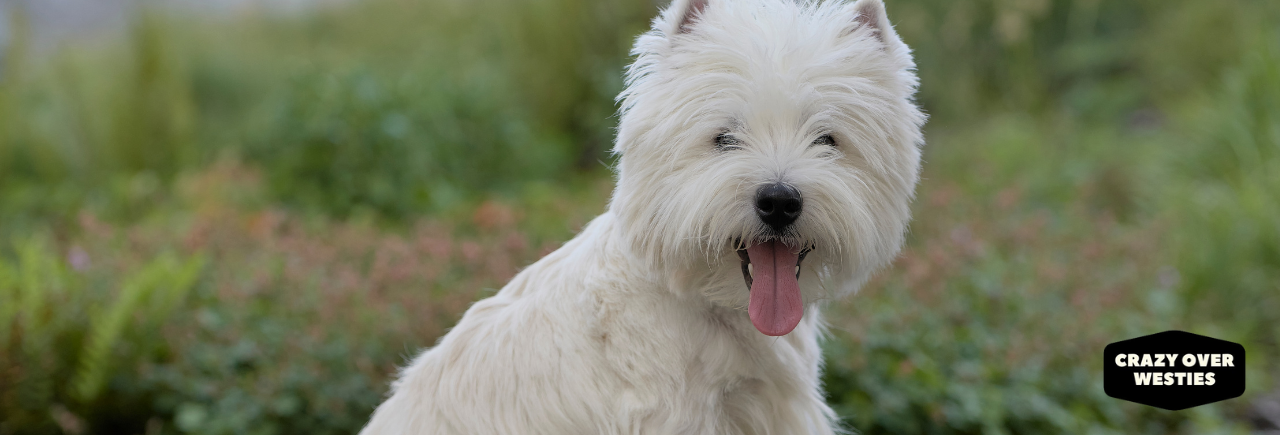 crazy over westies - common health problems a