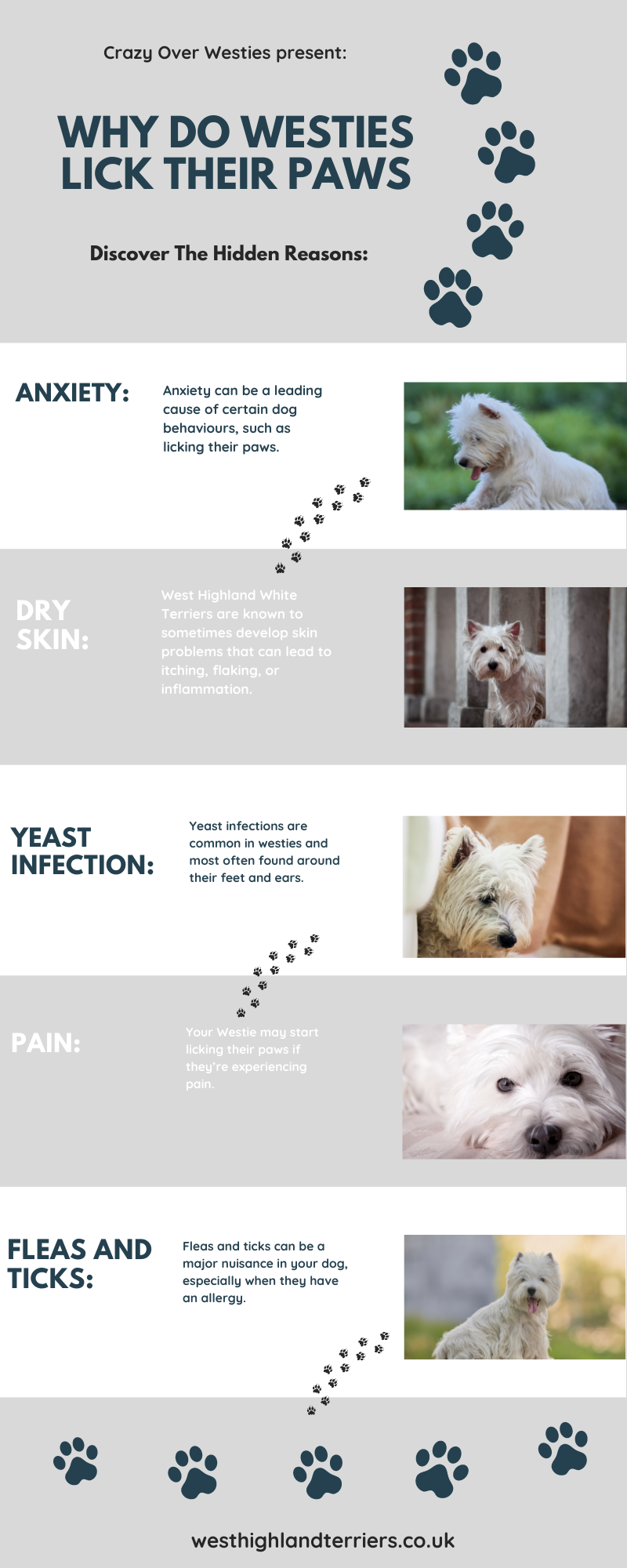 why do westies lick their paws infographic