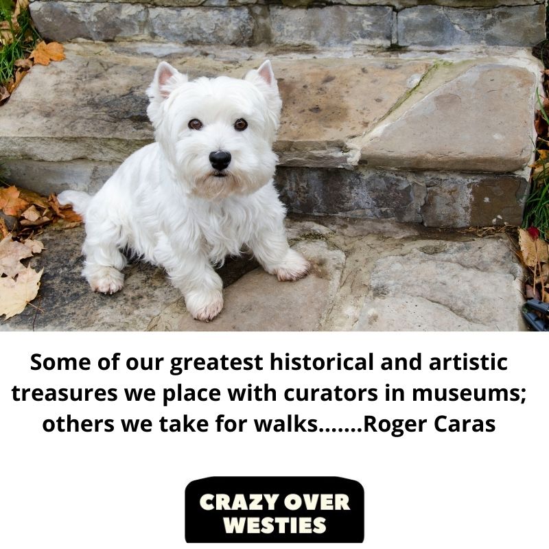 westie dog quote