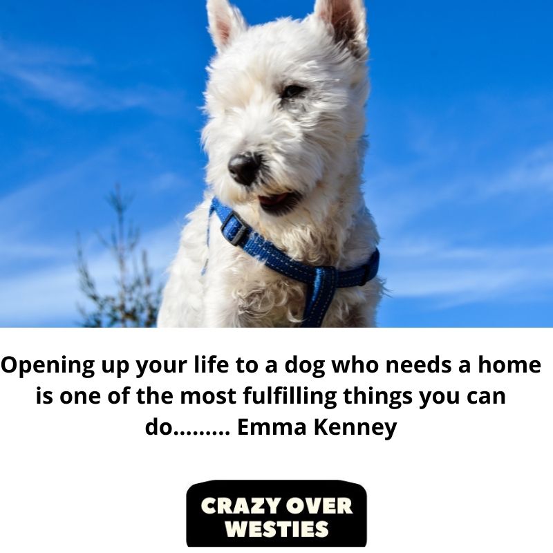 westie dog quote of the week