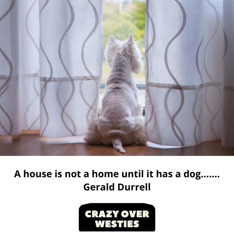 Westie quote of the week - A house is not a home until it has a dog...…. Gerald Durrell