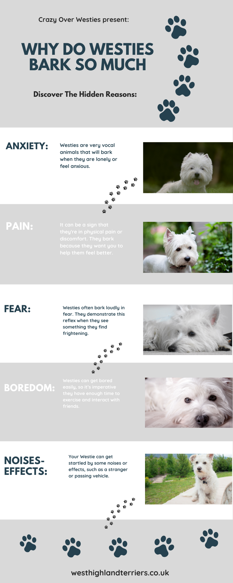 Why Do Westies Bark So Much Infographic: