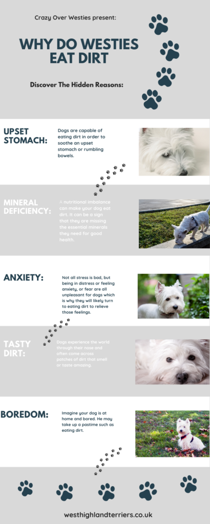 why do westies eat dirt infographic