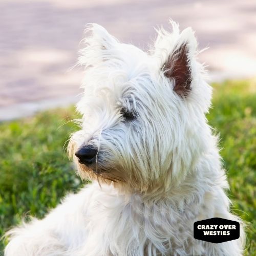 history of the westie - west highland terrier