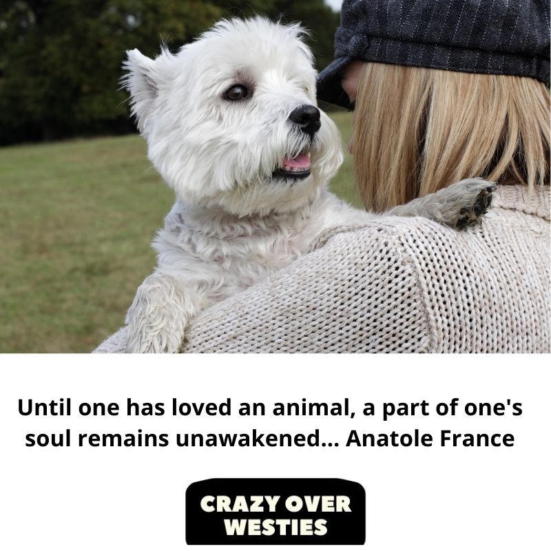 westie dog quote - Anatole France