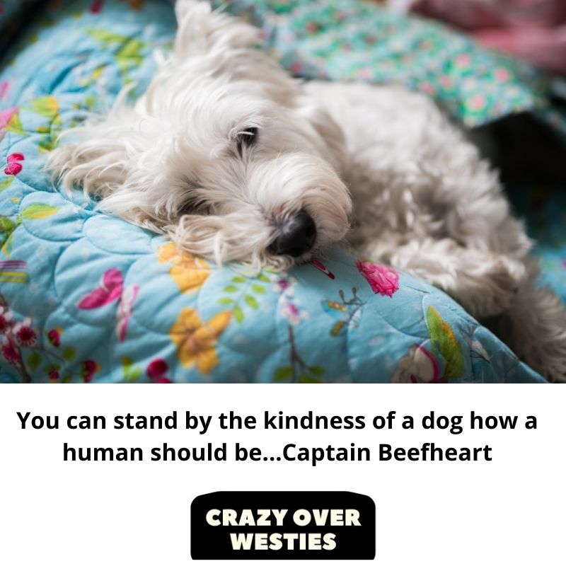 westie dog quote - You can stand by the kindness of a dog how a human should be...Captain Beefheart
