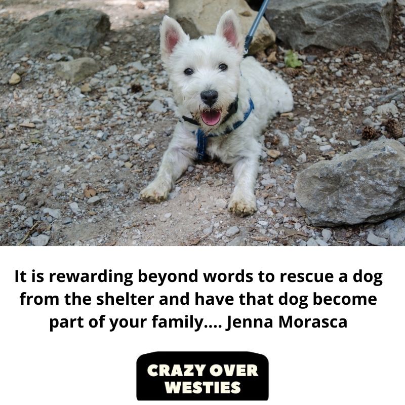 westie dog quote- It is rewarding beyond words to rescue a dog from the shelter and have that dog become part of your family.... Jenna Morasca