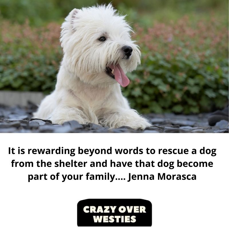 westie dog quote - It is rewarding beyond words to rescue a dog from the shelter and have that dog become part of your family.... Jenna Morasca