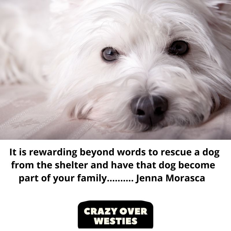 It is rewarding beyond words to rescue a dog from the shelter and have that dog become part of your family.......... Jenna Morasca 