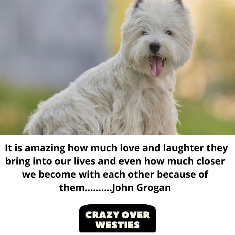 westie dog quote - It is amazing how much love and laughter they bring into our lives and even how much closer we become with each other because of them..........John Grogan