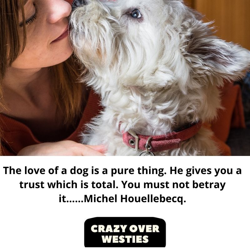 westie dog quote - The love of a dog is a pure thing. He gives you a trust which is total. You must not betray it......Michel Houellebecq.