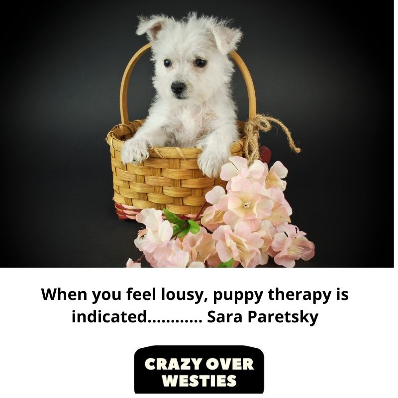 westie dog quote - When you feel lousy, puppy therapy is indicated………… Sara Paretsky