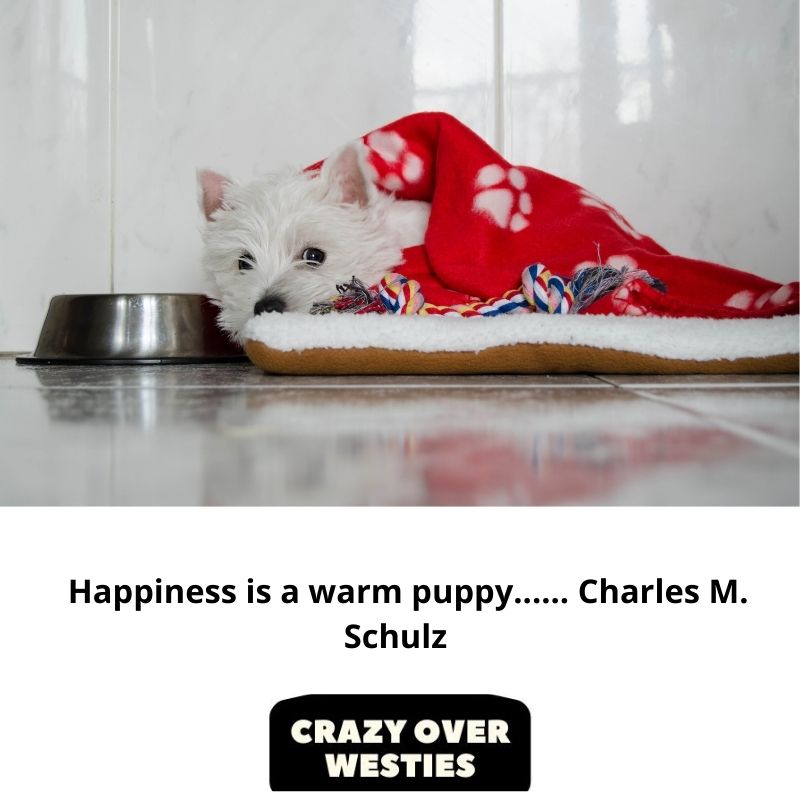 westie dog quote - Happiness is a warm puppy...... Charles M. Schulz 