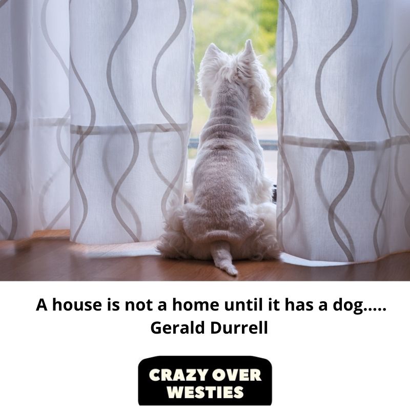 A house is not a home until it has a dog......... Gerald Durrell