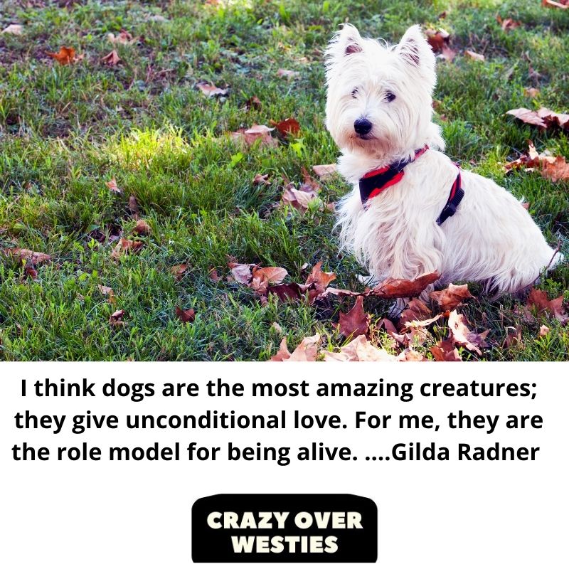 westie dog quote - I think dogs are the most amazing creatures; they give unconditional love. For me, they are the role model for being alive. ….Gilda Radner 