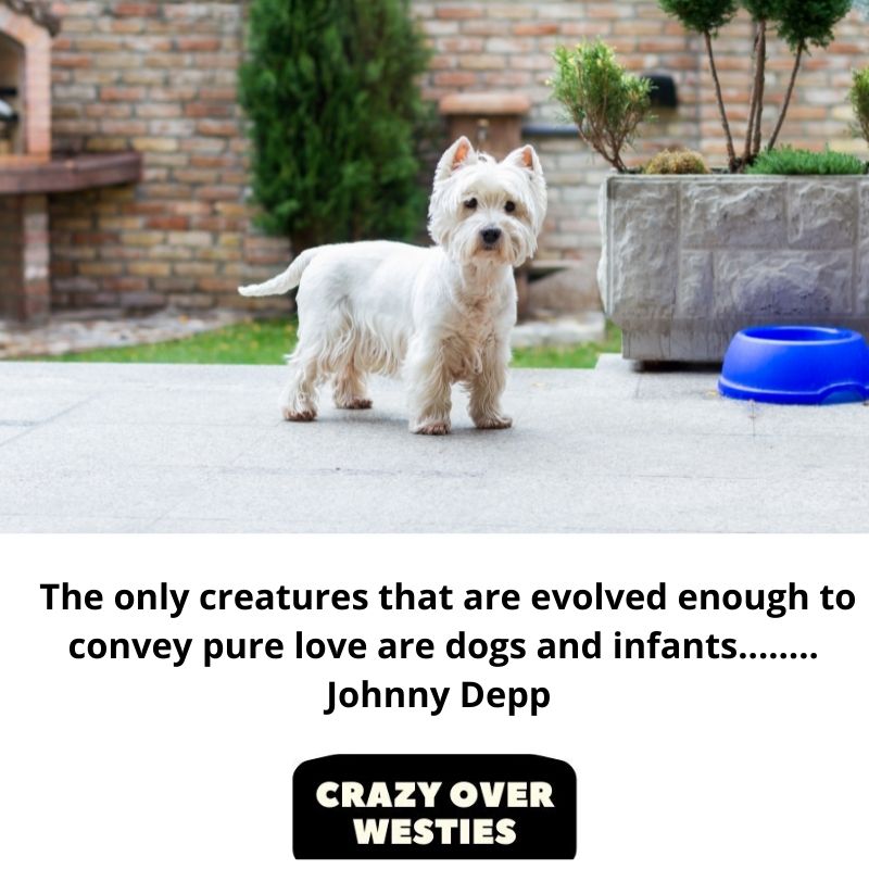 The only creatures that are evolved enough to convey pure love are dogs and infants...….. Johnny Depp 