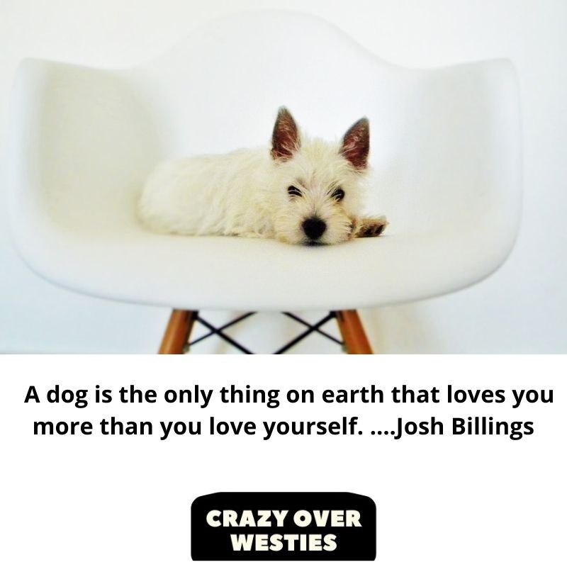westie dog quote -  A dog is the only thing on earth that loves you more than you love yourself. ….Josh Billings 