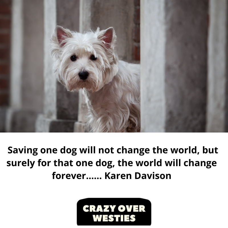 Saving one dog will not change the world, but surely for that one dog, the world will change forever............... Karen Davison