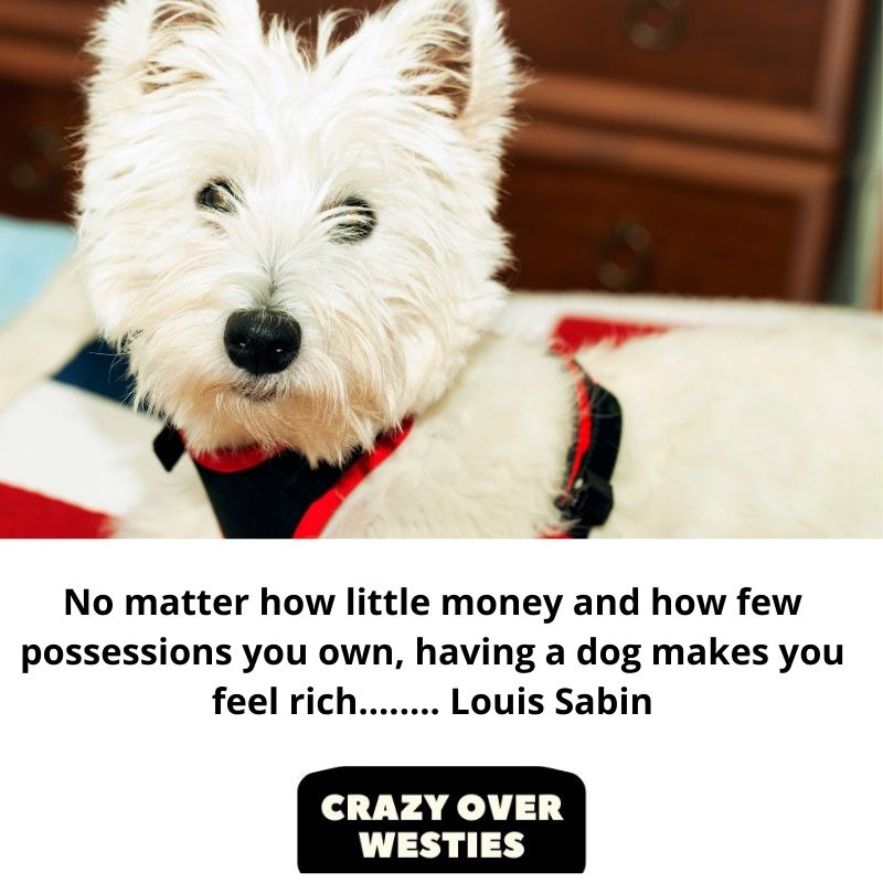 westie dog quote - No matter how little money and how few possessions you own, having a dog makes you feel rich........ Louis Sabin