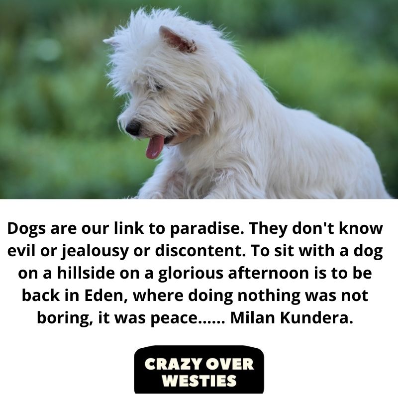  Dogs are our link to paradise. They don't know evil or jealousy or discontent. To sit with a dog on a hillside on a glorious afternoon is to be back in Eden, where doing nothing was not boring, it was peace...... Milan Kundera.