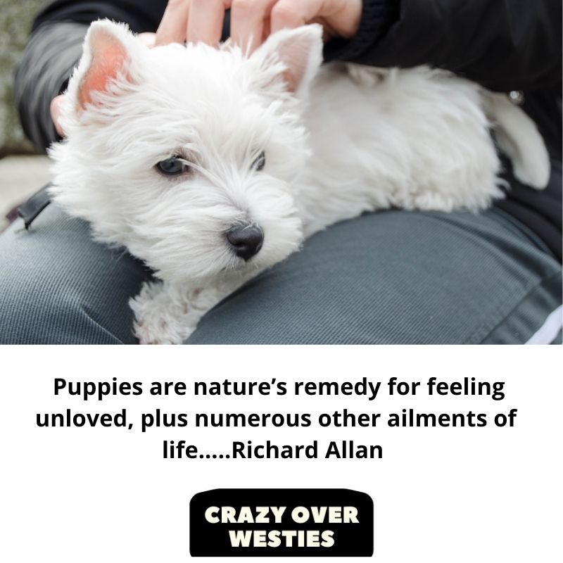 Puppies are nature’s remedy for feeling unloved, plus numerous other ailments of life.....Richard Allan 