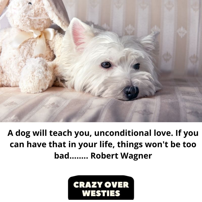 westie dog quote - A dog will teach you, unconditional love. If you can have that in your life, things won't be too bad........ Robert Wagner