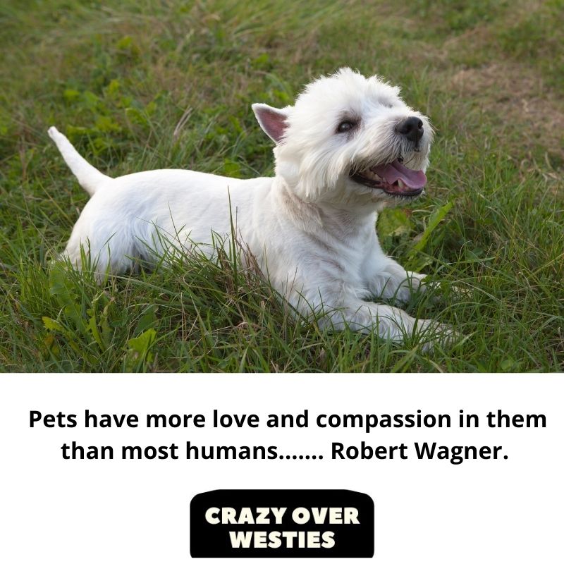 westie dog quote - Pets have more love and compassion in them than most humans....... Robert Wagner. 