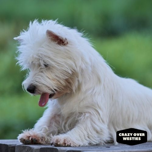 west highland terriers- common health problems