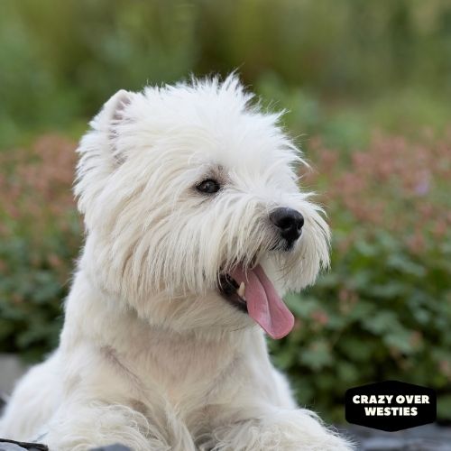 why do westie dogs eat dirt