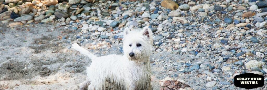 Why Do Westies Dig? | ( Infographic Included)