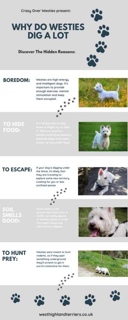 Why Do Westies Dig Infographic