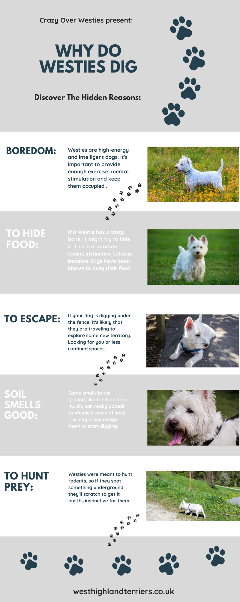 Why Do Westies Dig Infographic Crazy Over Westies