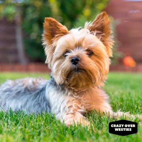 crazy over westies - Yorkshire Terrier