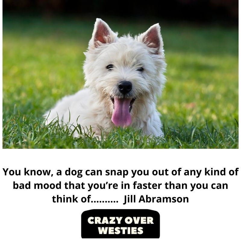 best westie dog  quote