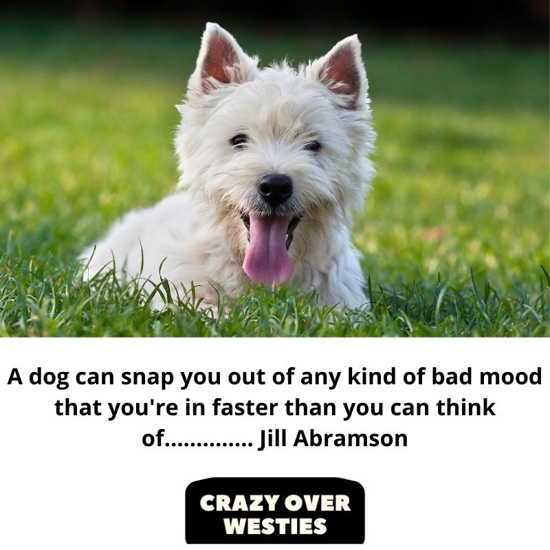 best westie dog quotes