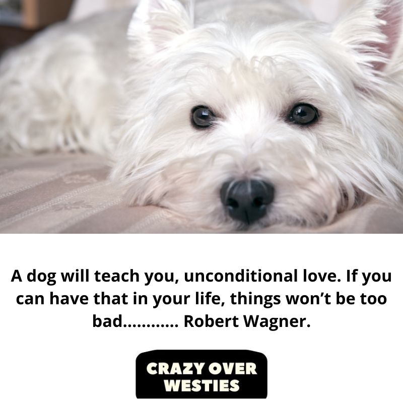 best westie dog quote