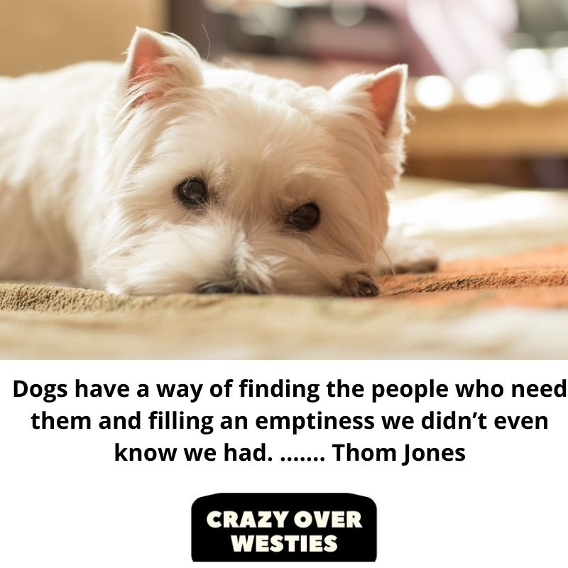 best westie dog quote