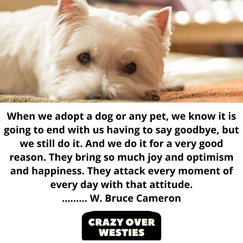 best westie dog quote