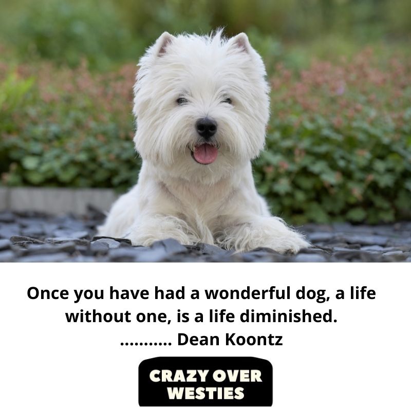 best westie dog quote