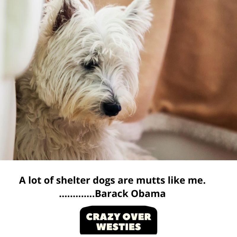 best westie dog quote